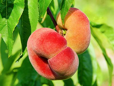 Fruchtfarbstoffd&uuml;nger_07