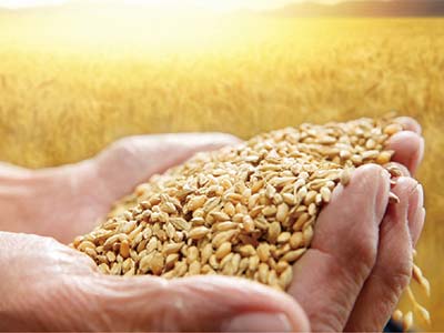 Engrais β-1,3 Glucane_09