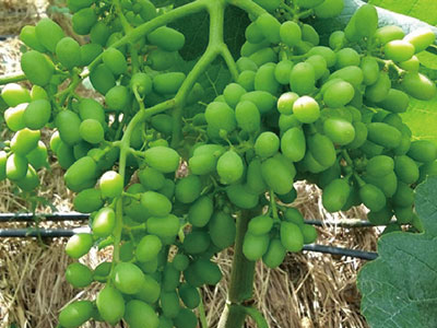 진드기 방제를 위한 특별_08