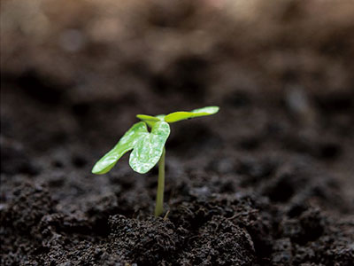Agente per la riduzione del sale e la ritenzione dell'umidit&agrave; nel suolo_04