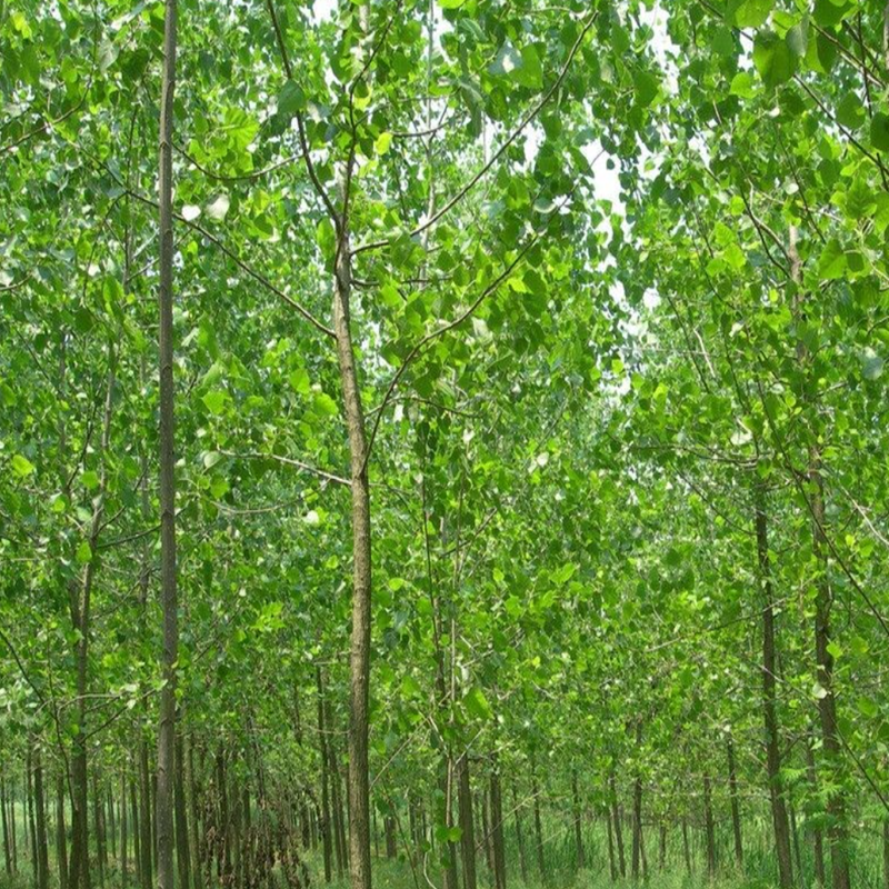 杨树 топола