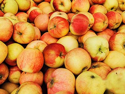 &aacute;rboles frutales