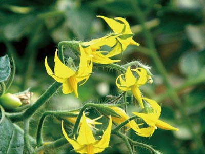 고효율 식물 꽃과 과일 촉진제 비료_08