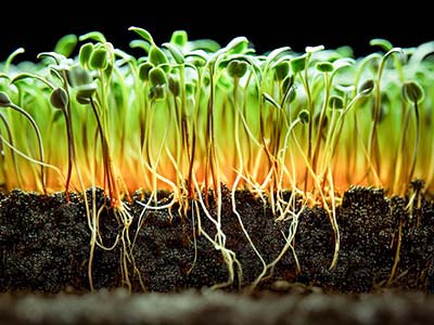 진드기 방제를 위한 특별_07