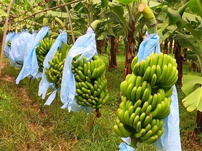 Fertilizante polipept&iacute;dico de globulina sangu&iacute;nea