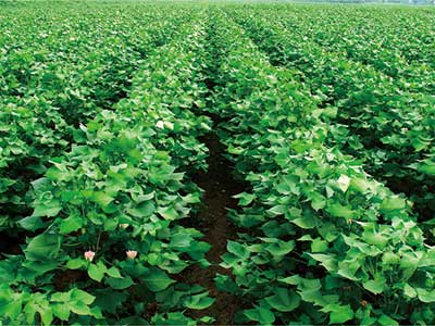 छोटे कीट नियंत्रण के लिए विशेष_10