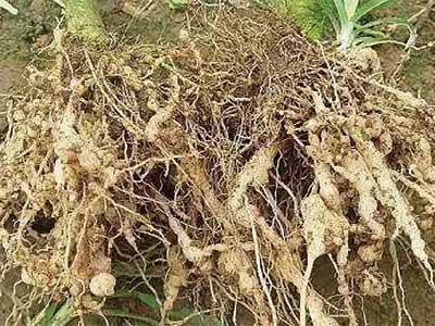 Especializado para controle de nemat&oacute;ides_05