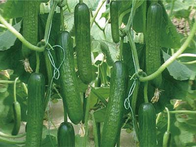 Agente per la riduzione del sale e la ritenzione dell'umidit&agrave; nel suolo_08